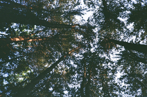 Sunlit Cracks