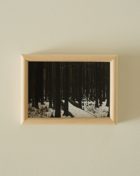 Winter Forest II