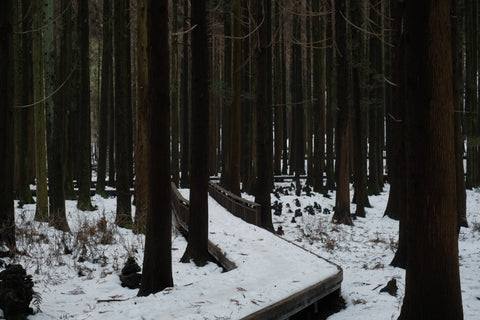 Winter Forest